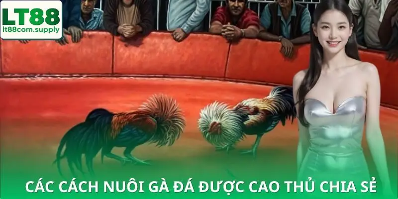 2 bí quyết quan trọng trong cách nuôi gà đá