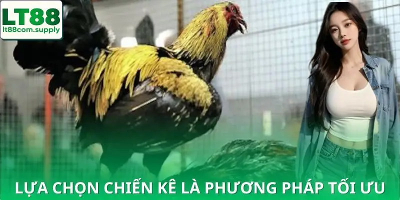 Những giống gà đá nổi bật mà bạn nên biết