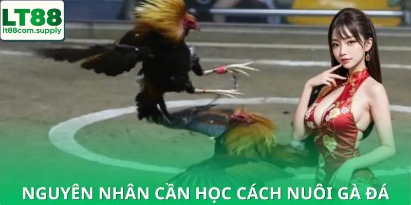 Lý do cần biết cách nuôi gà đá