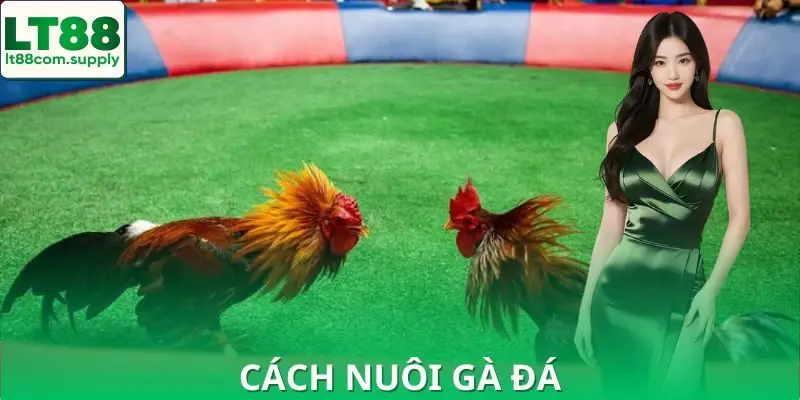 Cách Nuôi Gà Đá