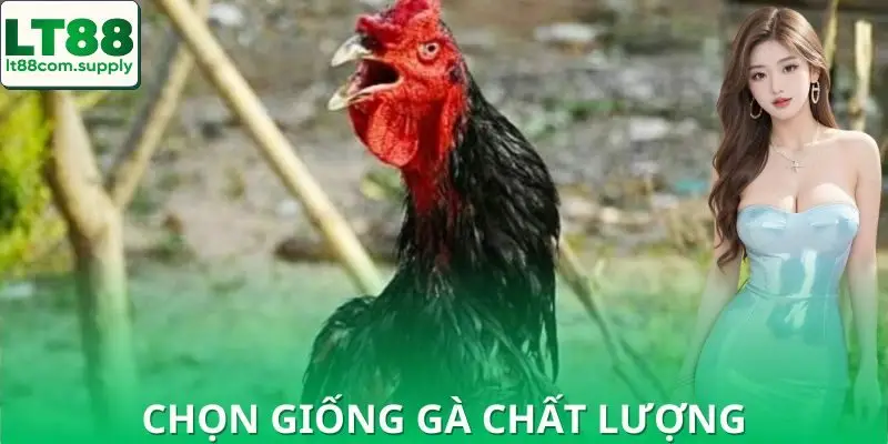 Top gà đá được yêu thích nhất