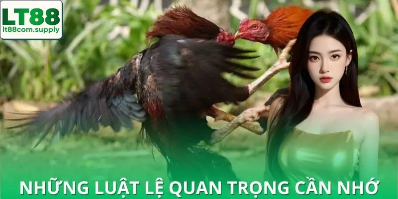 Luật cơ bản ai cũng nên nắm khi chơi đá gà cựa dao