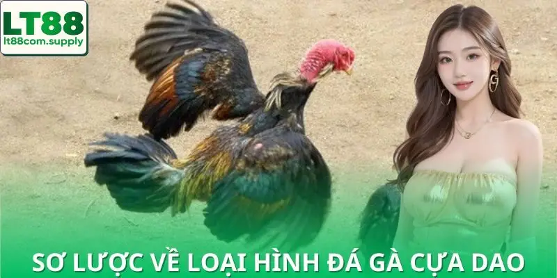 Khám phá đá gà cựa dao