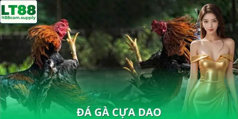Đá Gà Cựa Dao