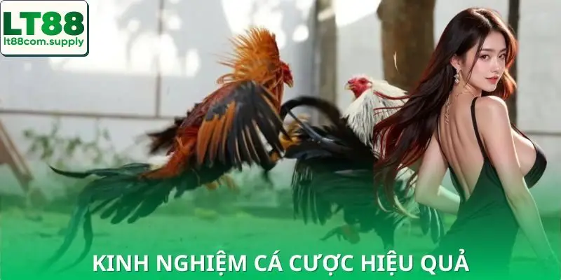 Bí kíp thắng cược đá gà