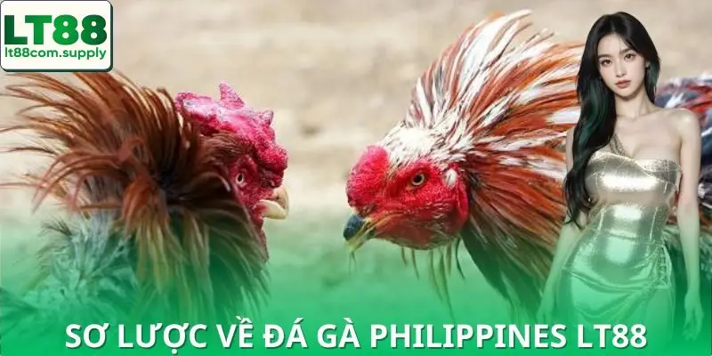 Đánh giá sơ về đá gà Philippines