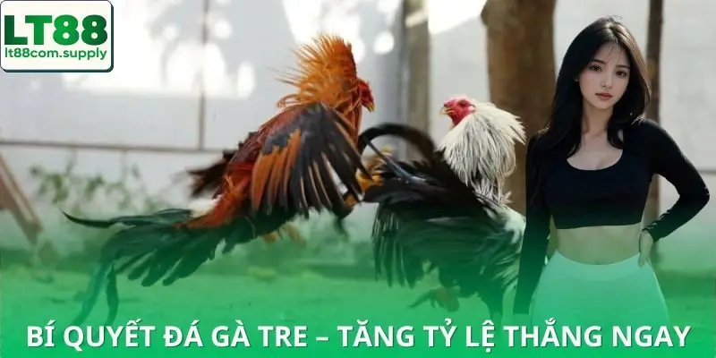 Bí quyết chơi đá gà tại nhà cái